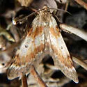 Psychophora phocata - Hodges#7411