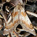 Psychophora phocata - Hodges#7411 - photo 2