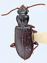 Psydrus piceus - photo 2