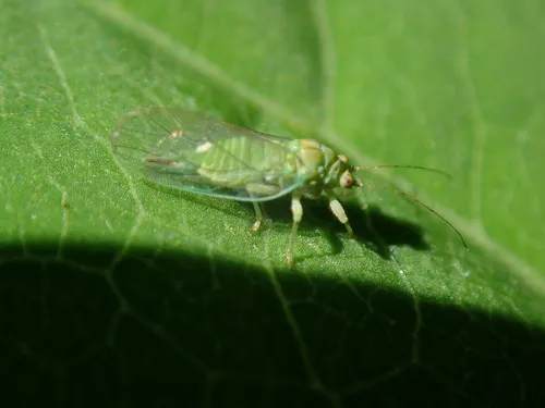 Alder Sucker