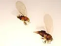 Dwarf Birch Psyllid