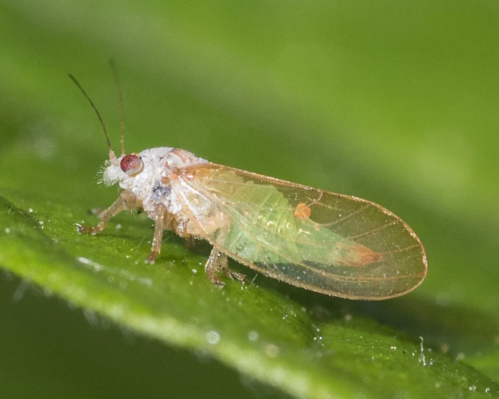 Psylla buxi - photo 3