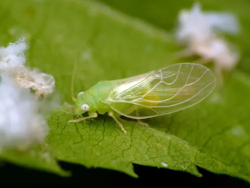 Psylla carpinicola - photo 2