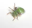 Cottony Alder Psyllid