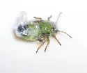 Cottony Alder Psyllid - photo 2