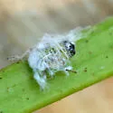 Cottony Alder Psyllid - photo 3