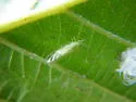 Cottony Alder Psyllid - photo 4