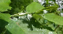 Cottony Alder Psyllid - photo 5