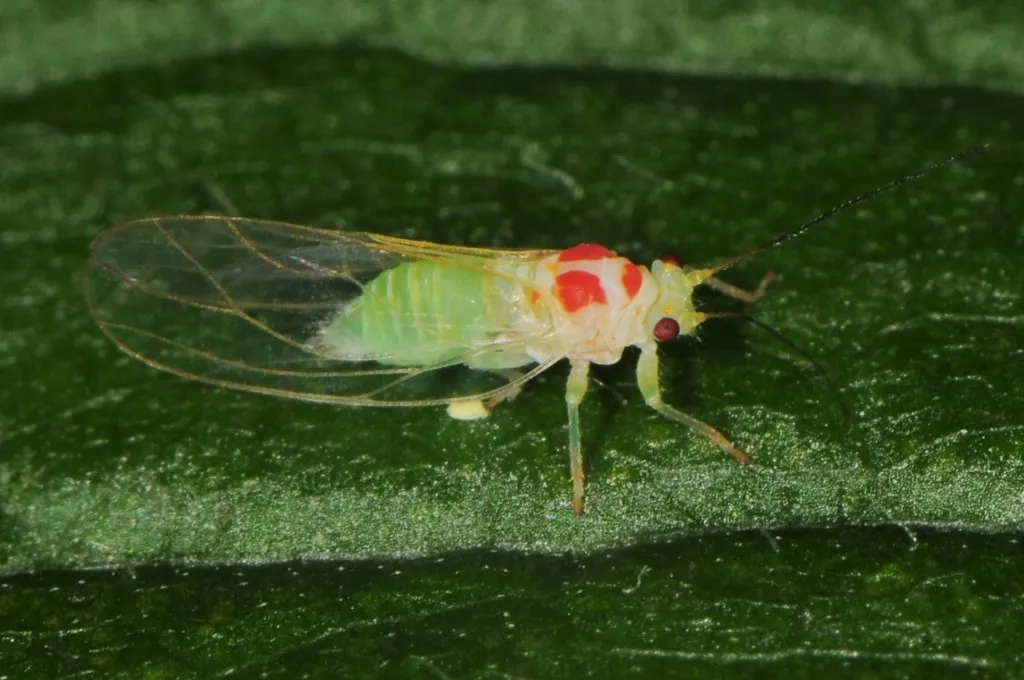 Psylla sanguinea - photo 2