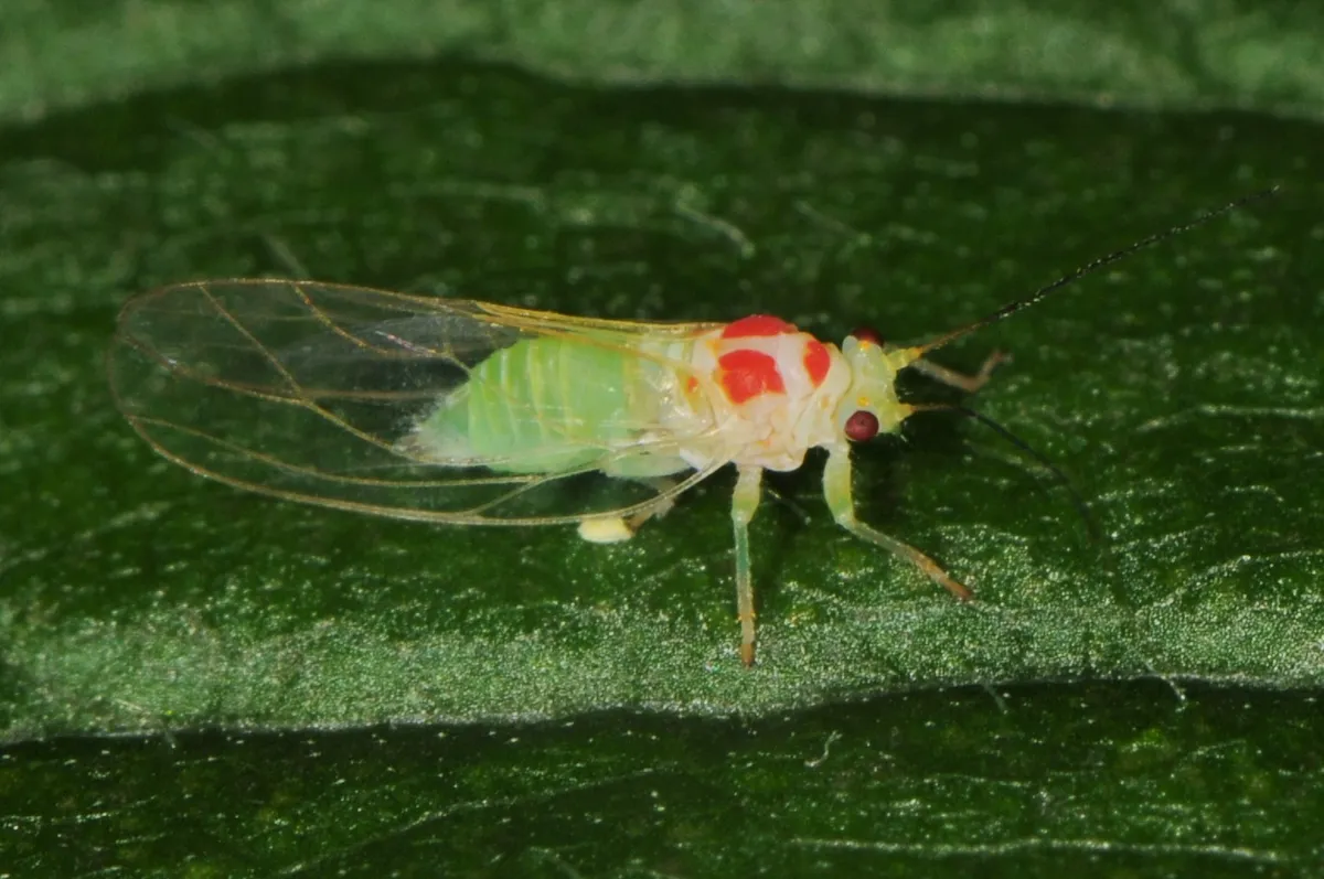Psylla sanguinea - photo 3