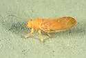 Cacopsylla striata