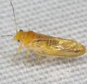 Cacopsylla striata - photo 2