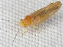 Cacopsylla striata - photo 3