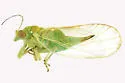 Psylla viridescens