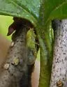 Psylla viridescens - photo 2