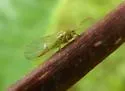Psylla viridescens - photo 3