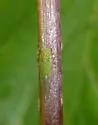 Psylla viridescens - photo 4