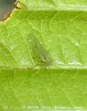 Psylla viridescens - photo 5