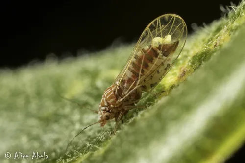 jumping plant lice - photo 3