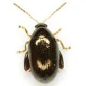 Psylliodes convexior