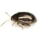 Psylliodes convexior - photo 2