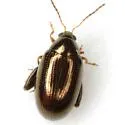 Psylliodes convexior - photo 3