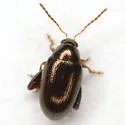 Psylliodes convexior - photo 4