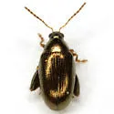 Psylliodes convexior - photo 5