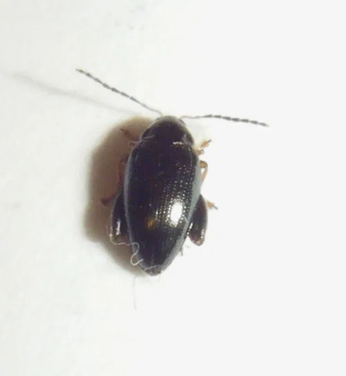 Psylliodes napi