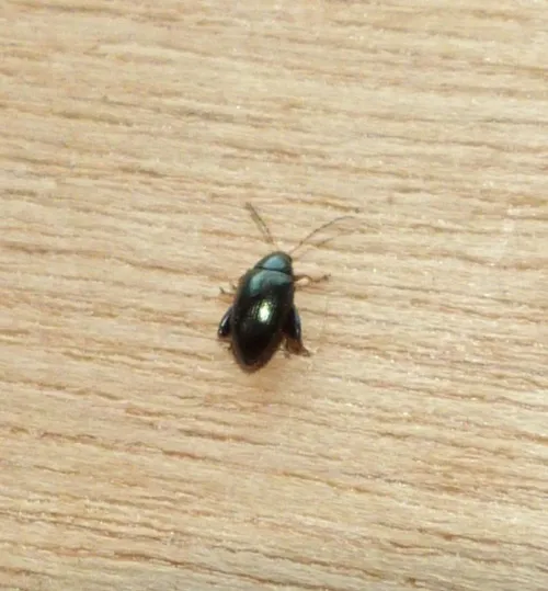 Psylliodes napi - photo 2
