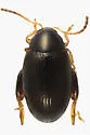 Psylliodes picina