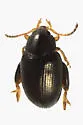 Psylliodes picina - photo 2