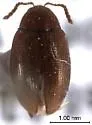 Psylliodes picina - photo 4