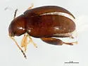 Psylliodes picina - photo 5