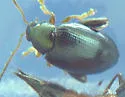 Hop Flea Beetle - photo 2