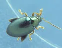 Hop Flea Beetle - photo 3
