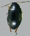 Hop Flea Beetle - photo 4