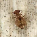 Psyllipsocus apache