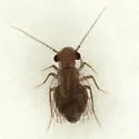 Psyllipsocus apache - photo 2