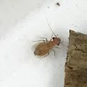 Psyllipsocus apache - photo 3