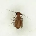 Psyllipsocus apache - photo 4