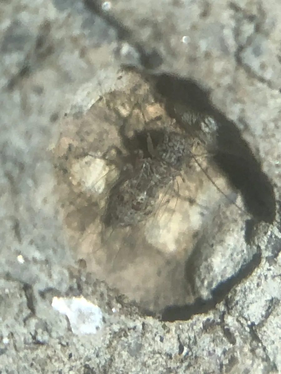 Psyllipsocus decoratus