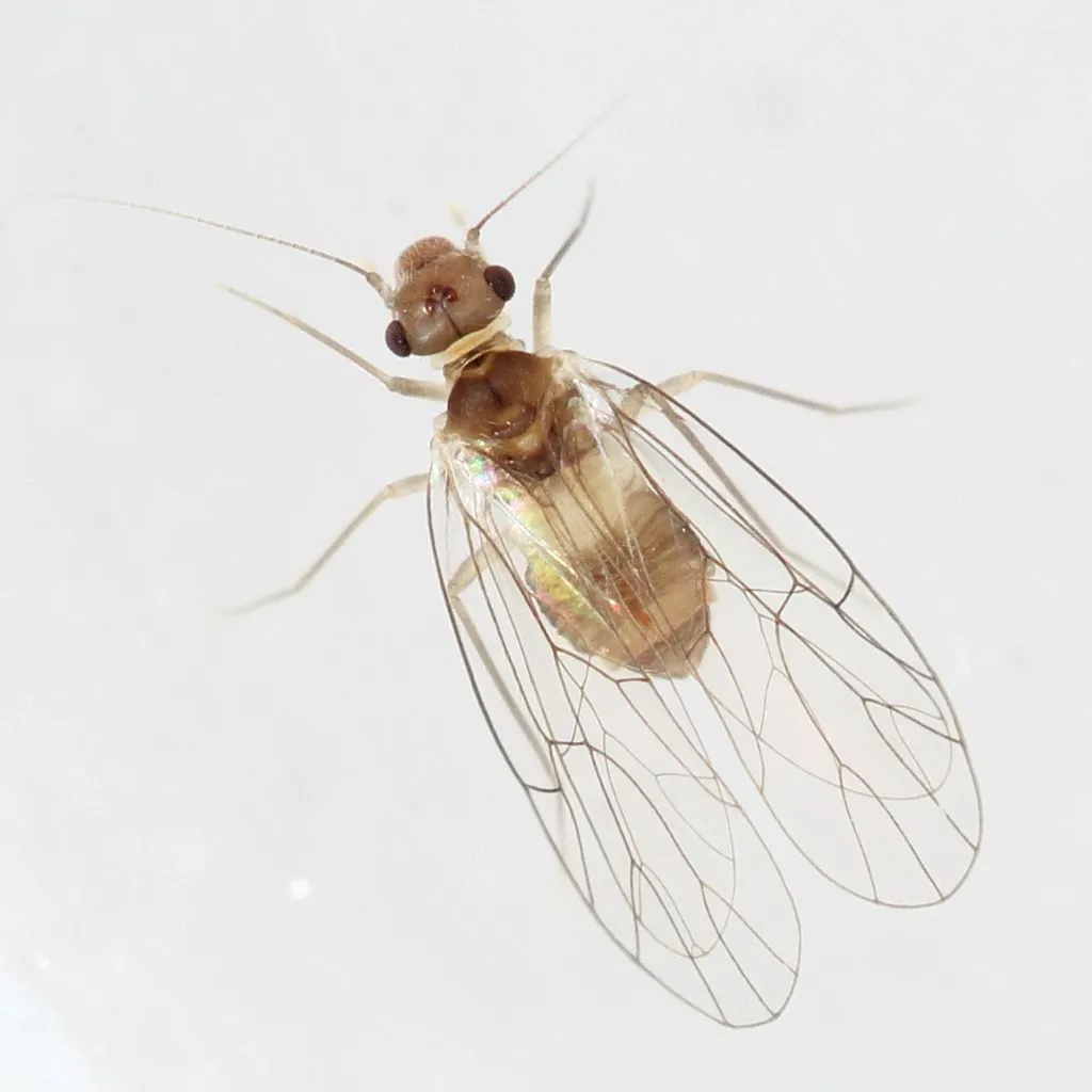 Psyllipsocus ramburii