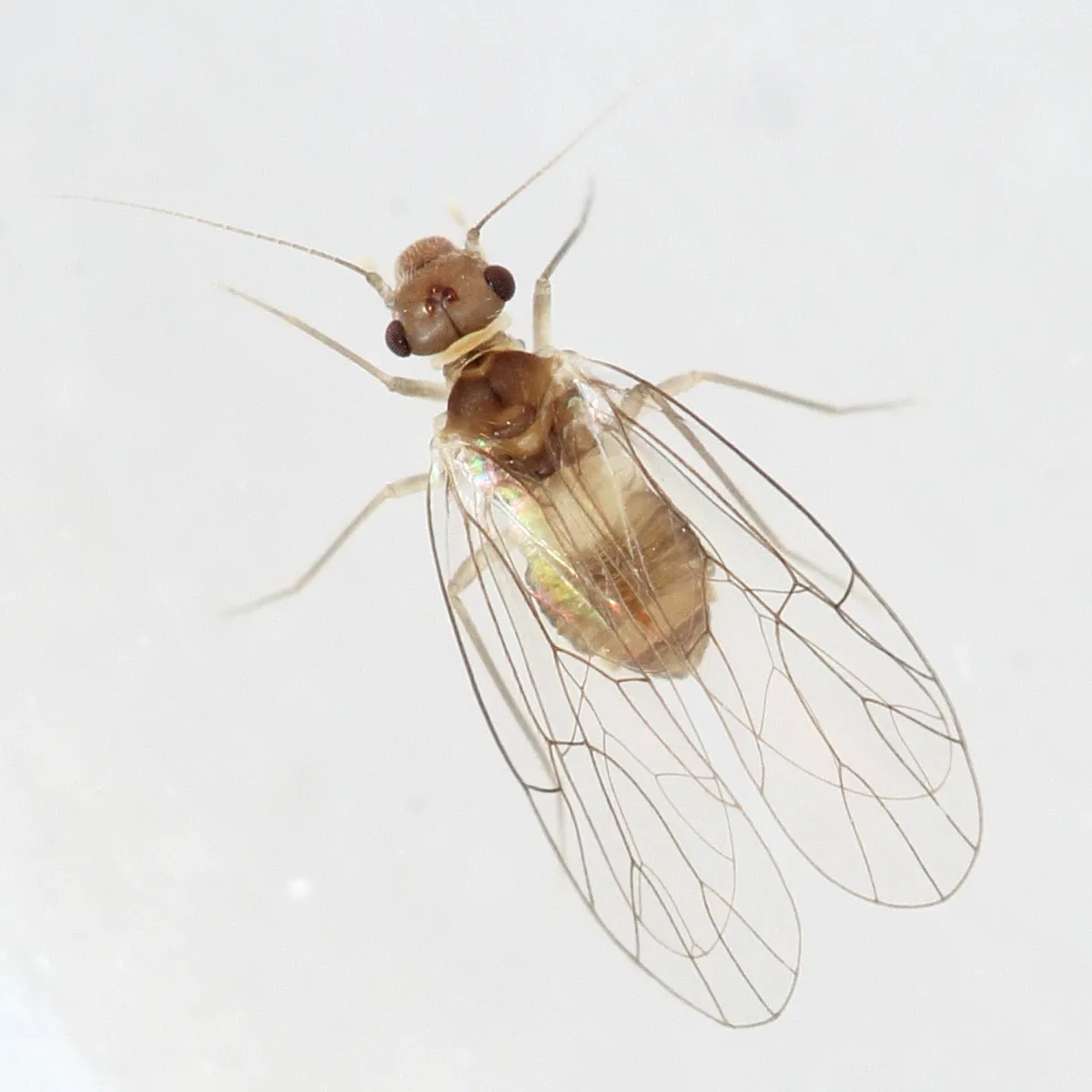 Psyllipsocus ramburii - photo 2