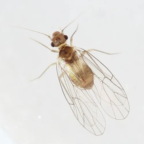 Psyllipsocus ramburii - photo 3