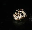 Psyllobora borealis - photo 2