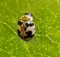 Psyllobora borealis - photo 3