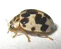 Psyllobora borealis - photo 4