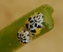 Psyllobora nana