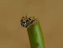 Psyllobora nana - photo 2